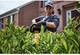 Кусторез аккумуляторный бесщёточный DeWALT DCMHT573X1