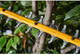 Кусторез аккумуляторный бесщёточный DeWALT DCMHT573X1